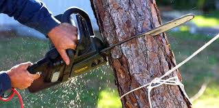 How Our Tree Care Process Works  in  Orleans, VT